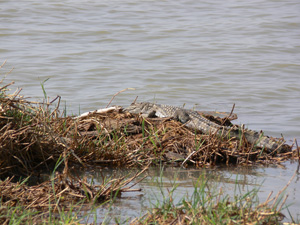 Krokodil Afrika